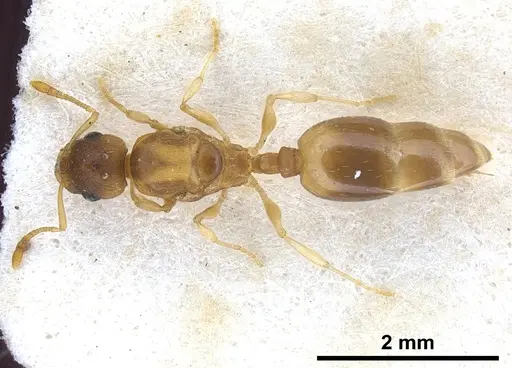 Temnothorax tergestinus specimen ANTWEB1041300 image antweb1041300_1