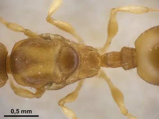 Temnothorax tergestinus specimen ANTWEB1041300 image antweb1041300_2