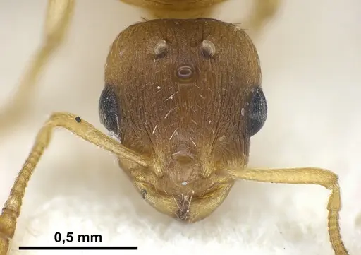 Temnothorax tergestinus specimen ANTWEB1041300 image antweb1041300_3