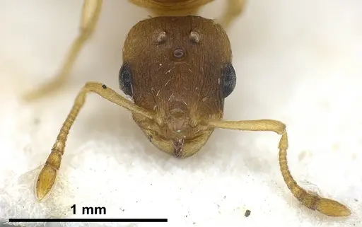 Temnothorax tergestinus specimen ANTWEB1041300 image antweb1041300_4