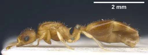 Temnothorax tergestinus specimen ANTWEB1041300 image antweb1041300_5