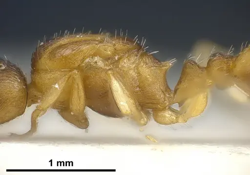 Temnothorax tergestinus specimen ANTWEB1041300 image antweb1041300_6