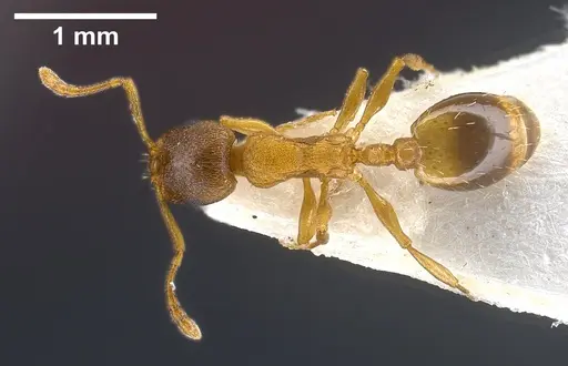 Temnothorax tergestinus specimen ANTWEB1041378 image antweb1041378_1
