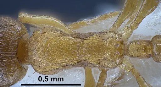 Temnothorax tergestinus specimen ANTWEB1041378 image antweb1041378_2
