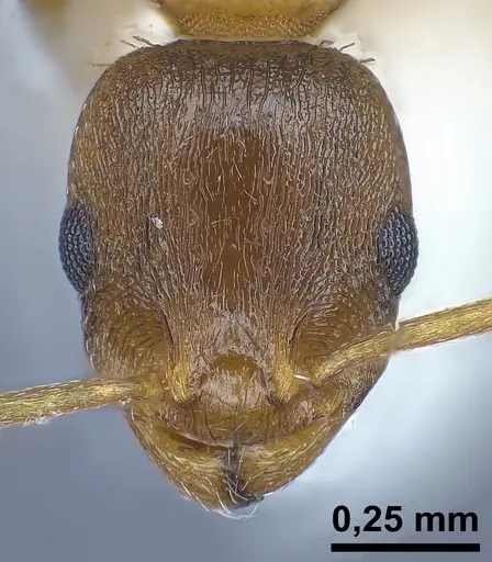 Temnothorax tergestinus specimen ANTWEB1041378 image antweb1041378_3