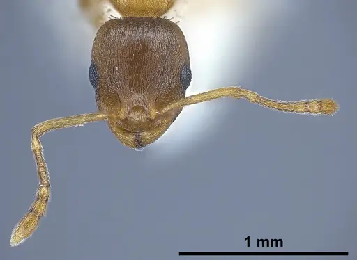 Temnothorax tergestinus specimen ANTWEB1041378 image antweb1041378_4