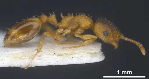 Temnothorax tergestinus specimen ANTWEB1041378 image antweb1041378_5