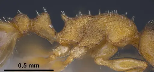 Temnothorax tergestinus specimen ANTWEB1041378 image antweb1041378_6