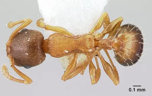 Temnothorax tergestinus specimen CASENT0179902 image casent0179902_1