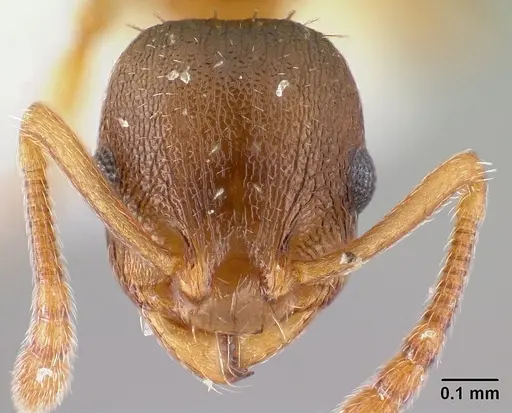 Temnothorax tergestinus specimen CASENT0179902 image casent0179902_2
