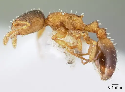 Temnothorax tergestinus specimen CASENT0179902 image casent0179902_3