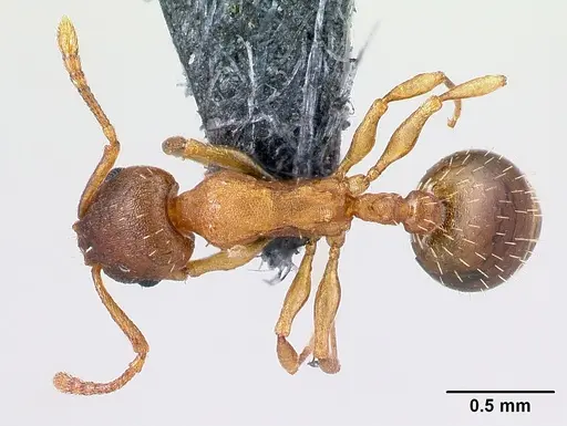 Temnothorax tergestinus specimen CASENT0179928 image casent0179928_1