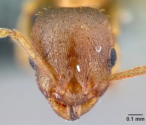 Temnothorax tergestinus specimen CASENT0179928 image casent0179928_2