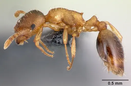 Temnothorax tergestinus specimen CASENT0179928 image casent0179928_3