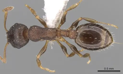 Temnothorax tergestinus specimen CASENT0906025 image casent0906025_1