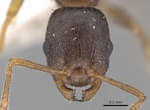 Temnothorax tergestinus specimen CASENT0906025 image casent0906025_2