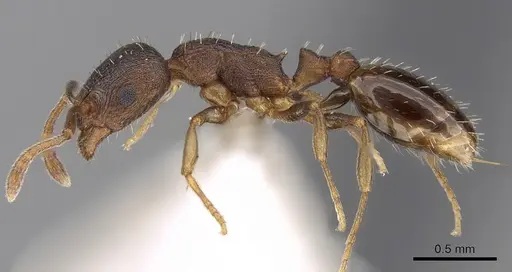 Temnothorax tergestinus specimen CASENT0906025 image casent0906025_3