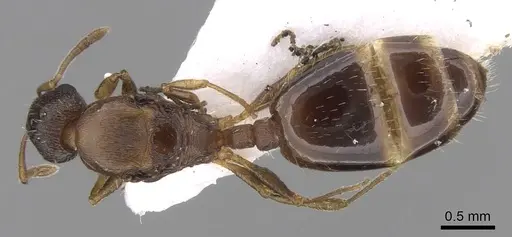 Temnothorax tergestinus specimen CASENT0906026 image casent0906026_1