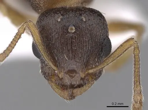 Temnothorax tergestinus specimen CASENT0906026 image casent0906026_2