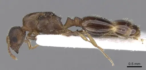 Temnothorax tergestinus specimen CASENT0906026 image casent0906026_3