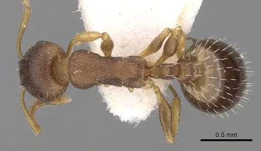 Temnothorax tergestinus specimen CASENT0906027 image casent0906027_1