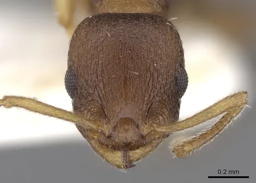 Temnothorax tergestinus specimen CASENT0906027 image casent0906027_2