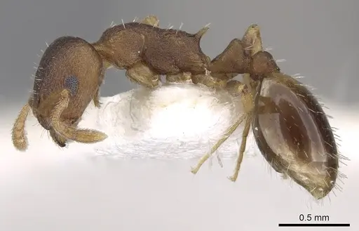Temnothorax tergestinus specimen CASENT0906027 image casent0906027_3