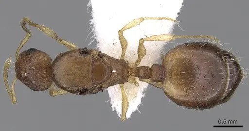 Temnothorax tergestinus specimen CASENT0906031 image casent0906031_1