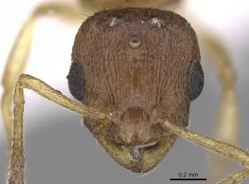 Temnothorax tergestinus specimen CASENT0906031 image casent0906031_2