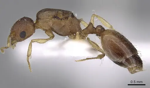 Temnothorax tergestinus specimen CASENT0906031 image casent0906031_3