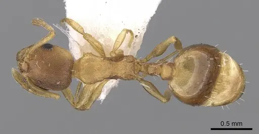 Temnothorax tergestinus specimen CASENT0906032 image casent0906032_1
