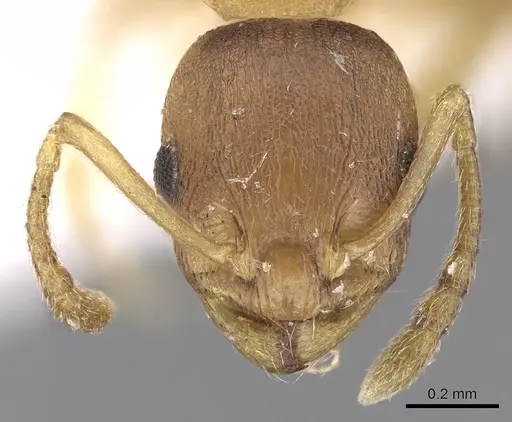 Temnothorax tergestinus specimen CASENT0906032 image casent0906032_2