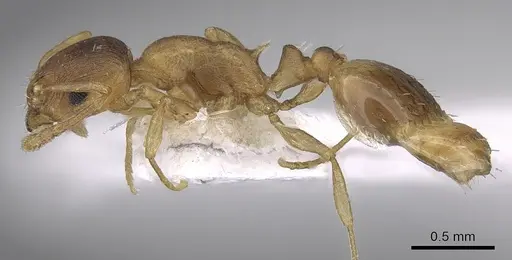 Temnothorax tergestinus specimen CASENT0906032 image casent0906032_3