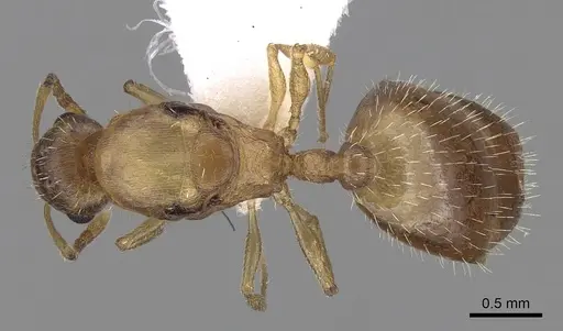 Temnothorax tergestinus specimen CASENT0906033 image casent0906033_1