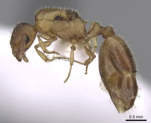 Temnothorax tergestinus specimen CASENT0906033 image casent0906033_3