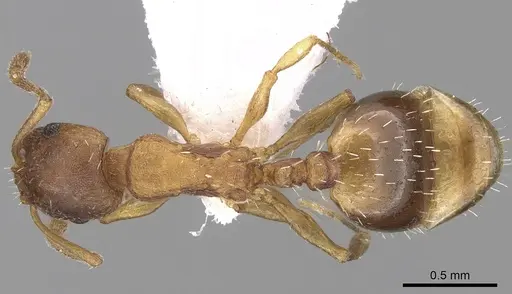 Temnothorax tergestinus specimen CASENT0906034 image casent0906034_1