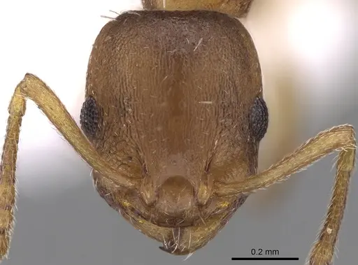 Temnothorax tergestinus specimen CASENT0906034 image casent0906034_2