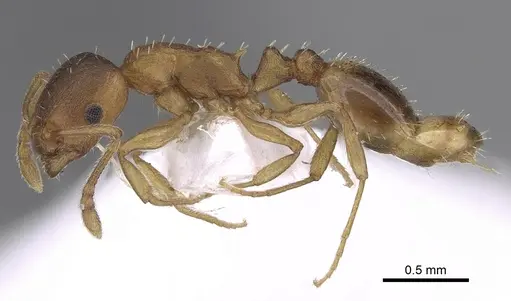 Temnothorax tergestinus specimen CASENT0906034 image casent0906034_3
