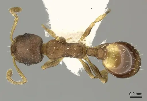 Temnothorax tergestinus specimen CASENT0906694 image casent0906694_1