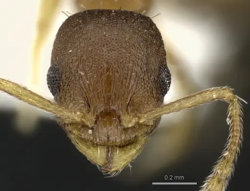 Temnothorax tergestinus specimen CASENT0906694 image casent0906694_2