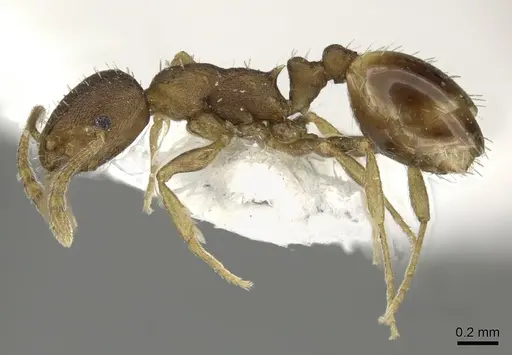 Temnothorax tergestinus specimen CASENT0906694 image casent0906694_3
