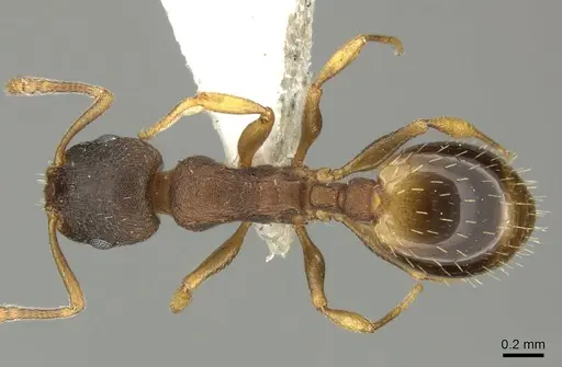 Temnothorax tergestinus specimen CASENT0906708 image casent0906708_1
