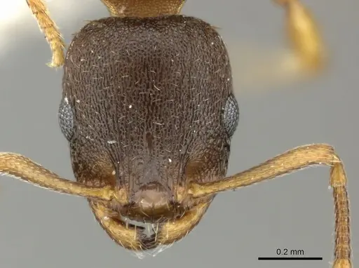 Temnothorax tergestinus specimen CASENT0906708 image casent0906708_2