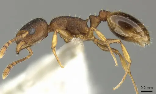 Temnothorax tergestinus specimen CASENT0906708 image casent0906708_3