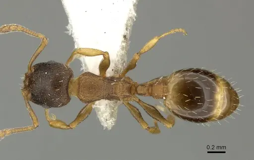 Temnothorax tergestinus specimen CASENT0906709 image casent0906709_1