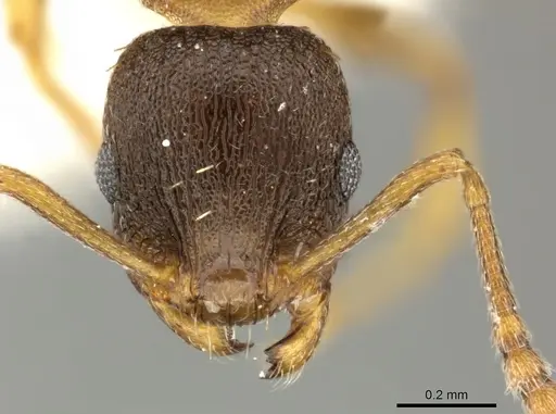 Temnothorax tergestinus specimen CASENT0906709 image casent0906709_2