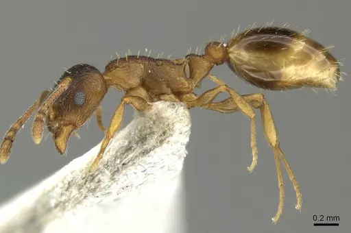 Temnothorax tergestinus specimen CASENT0906709 image casent0906709_3