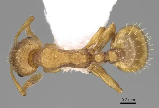 Temnothorax tergestinus specimen CASENT0922701 image casent0922701_1