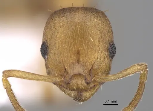 Temnothorax tergestinus specimen CASENT0922701 image casent0922701_2