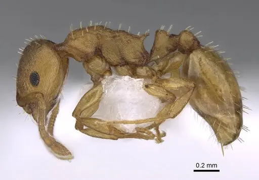 Temnothorax tergestinus specimen CASENT0922701 image casent0922701_3